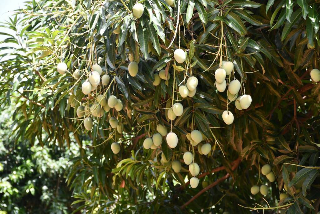 Young mangoes ripening on a tree in Ghana