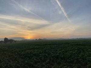 The sun setting over rows of green crops